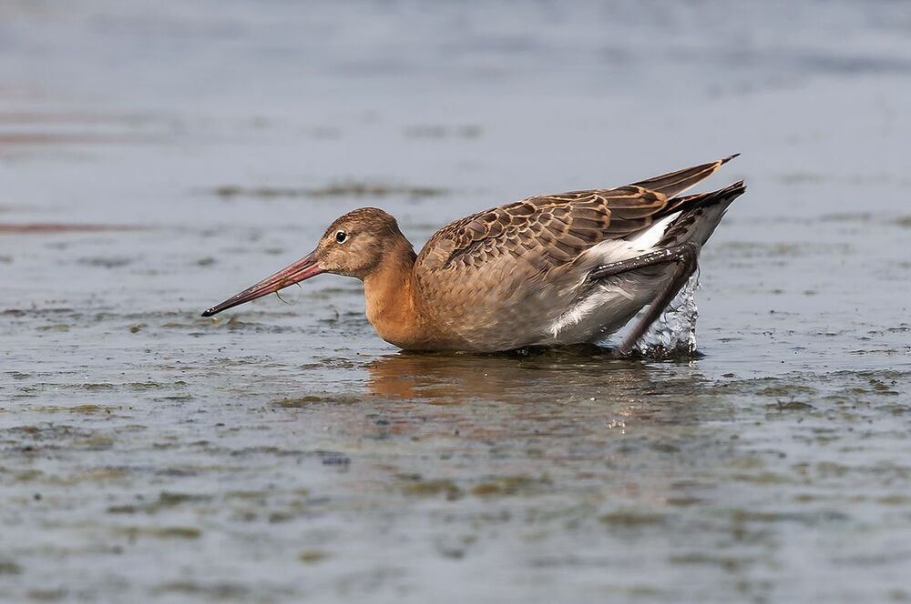 Большой веретенник (Limosa limosa).