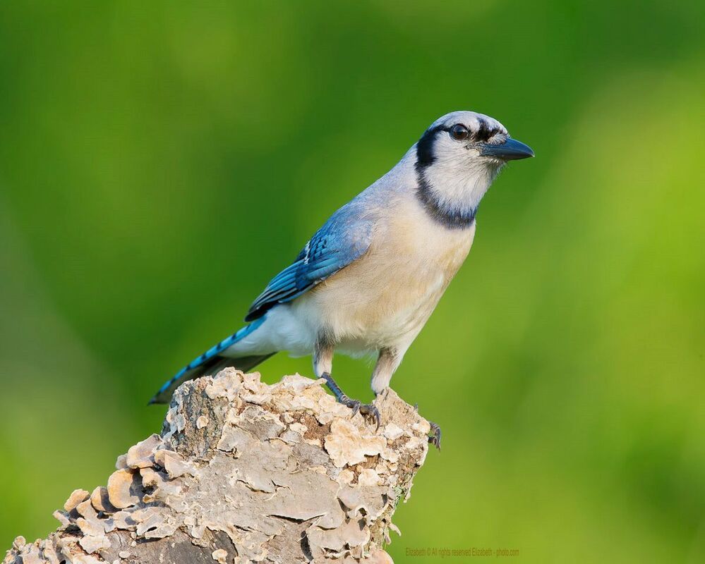 Голубая сойка - Blue Jay