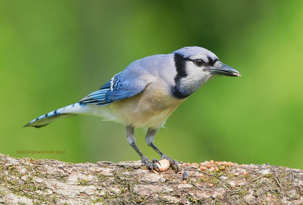 Голубая сойка - Blue Jay