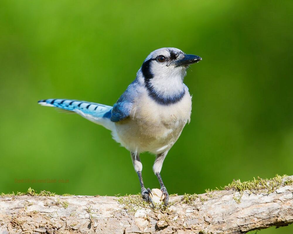 Голубая сойка - Blue Jay