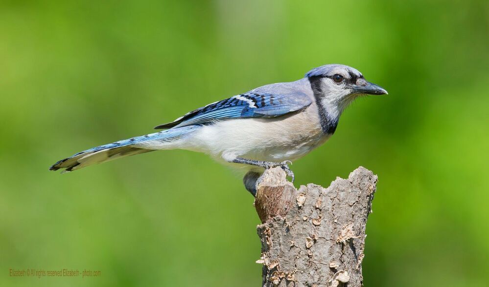 Голубая сойка - Blue Jay