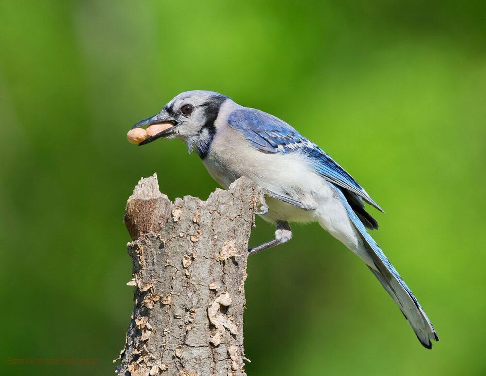 Голубая сойка - Blue Jay