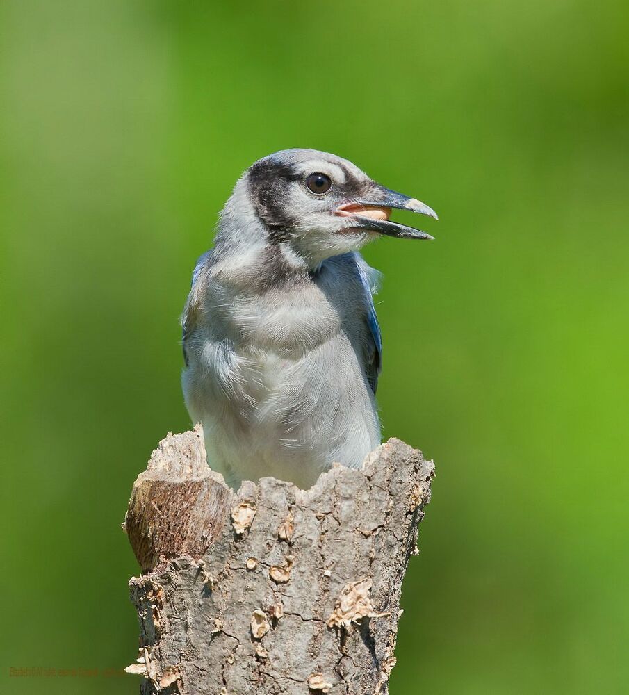Голубая сойка - Blue Jay