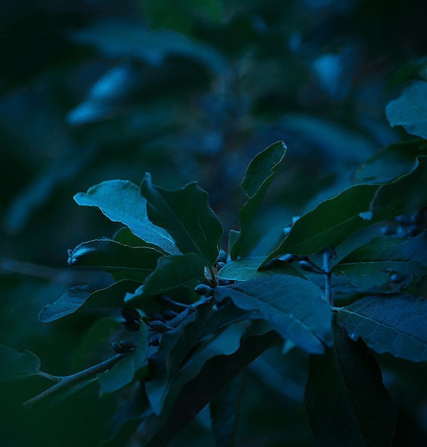 Dark World
