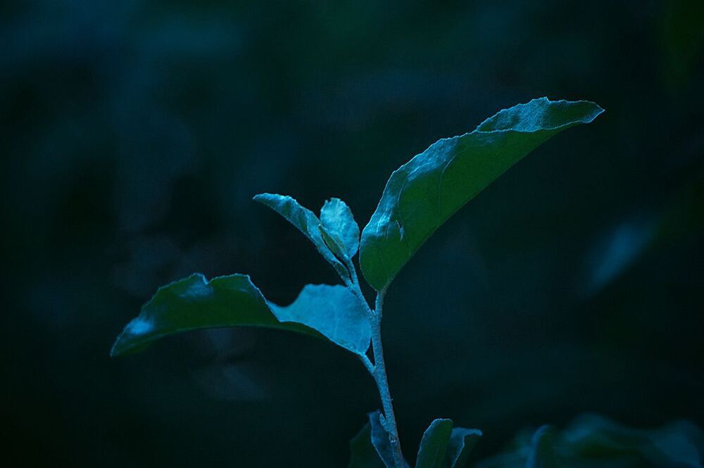 Dark World
