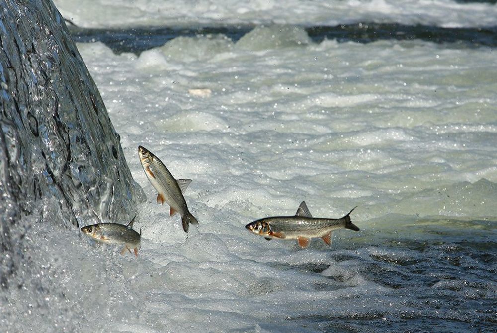 Photo 429921