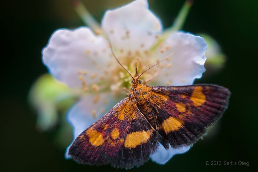 ~Moth and flower~