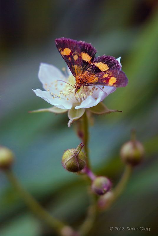 ~Moth and flower~