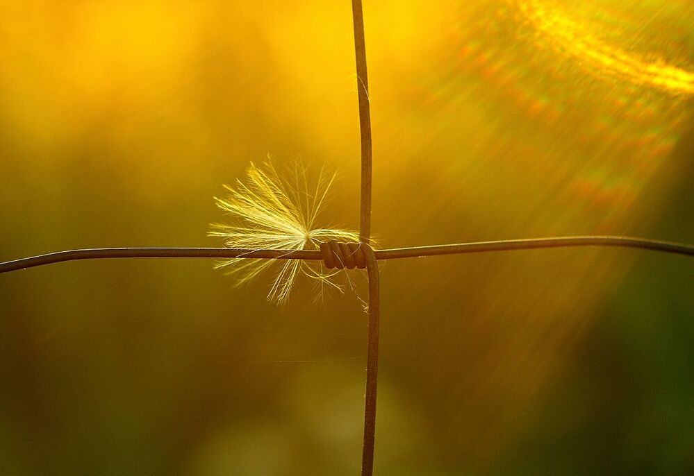 Test lens Helios 85/1,5