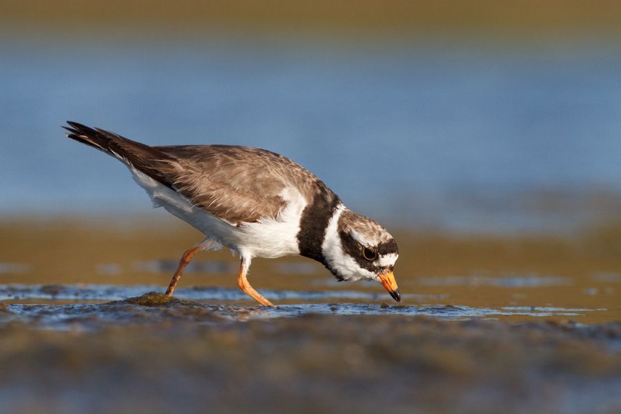 Ringed plovers