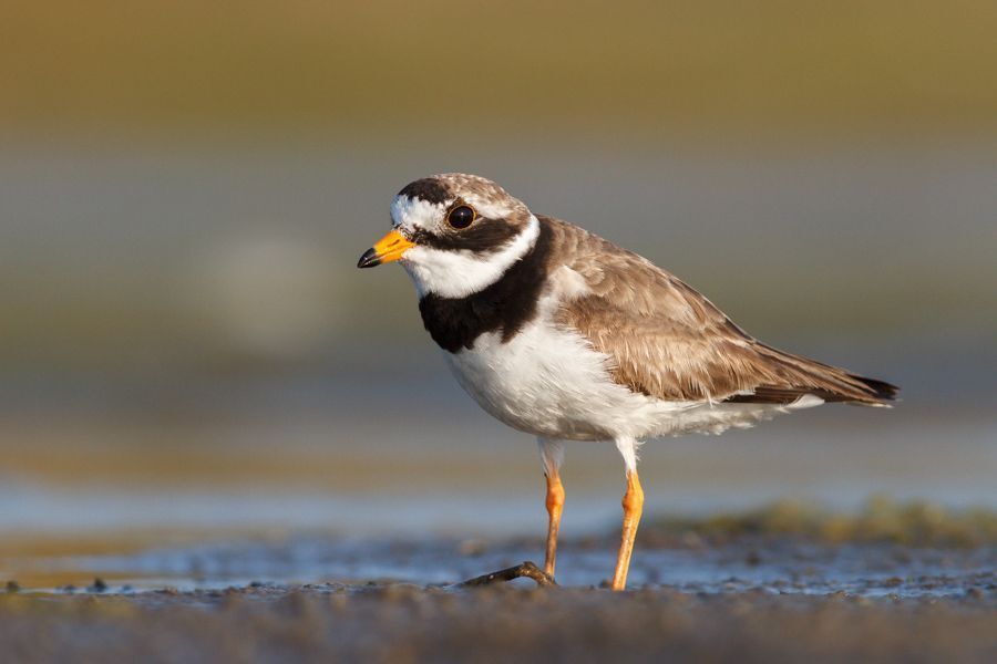 Ringed plovers