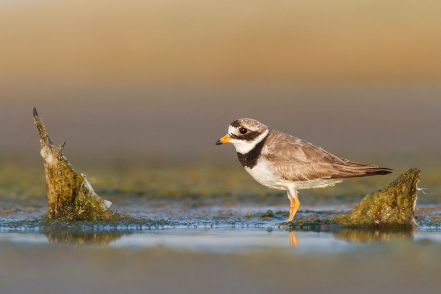 Ringed plovers