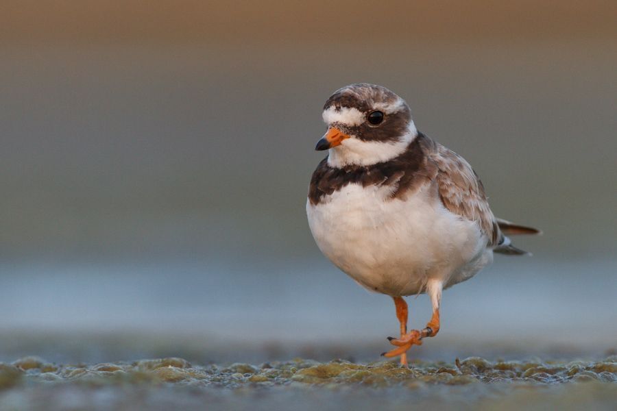 Ringed plovers