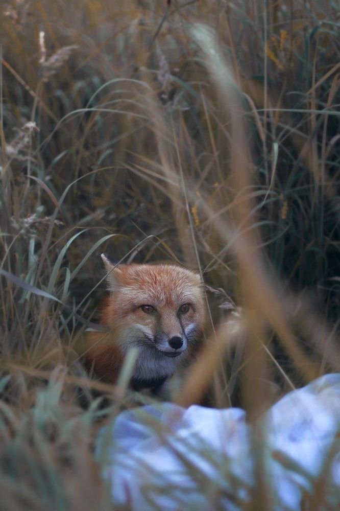 Fox Side.