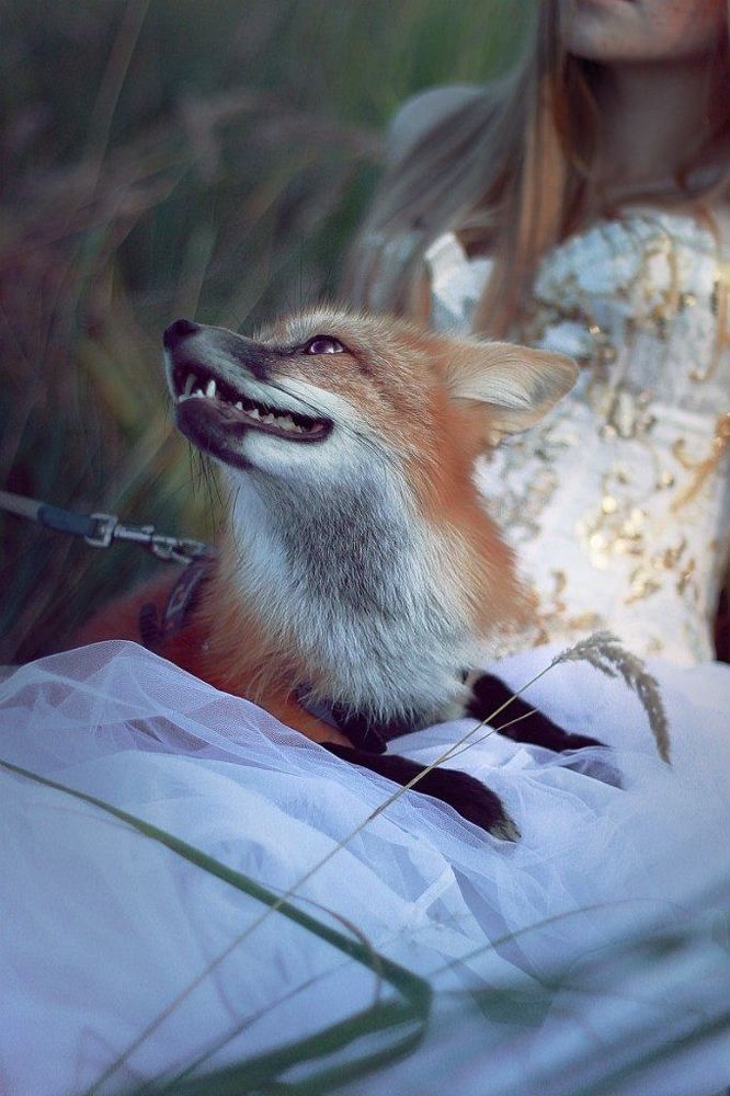 Fox Side.