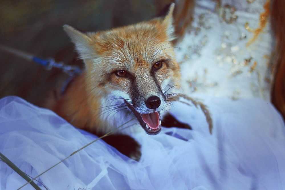 Fox Side.