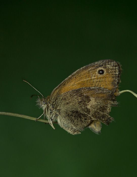 Photo 432871