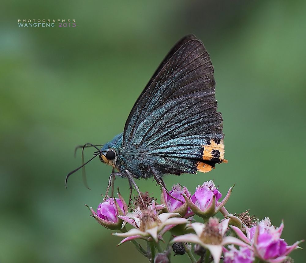 macro