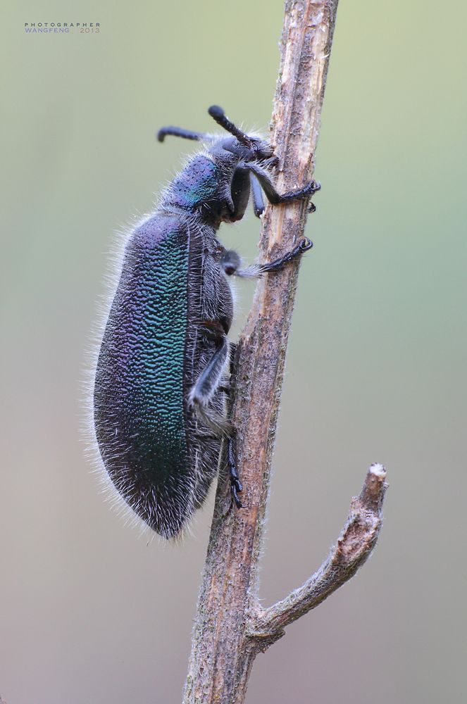 macro