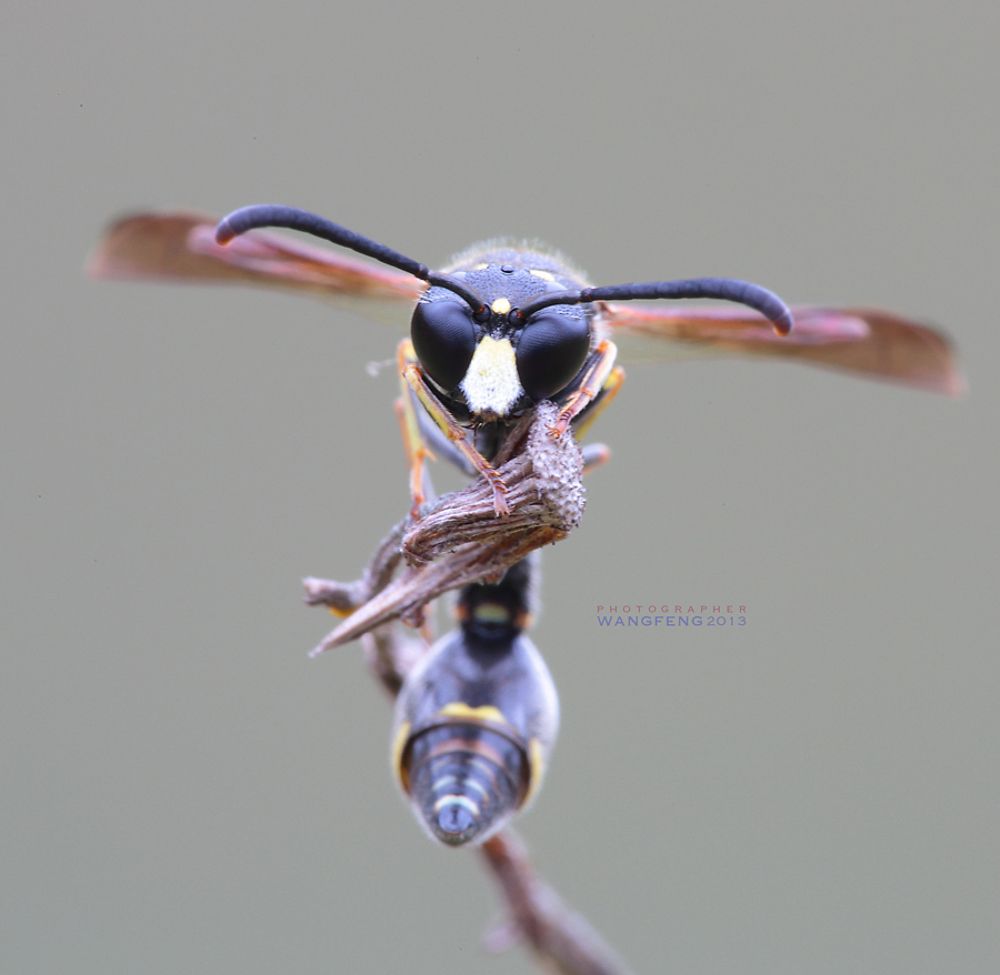 macro