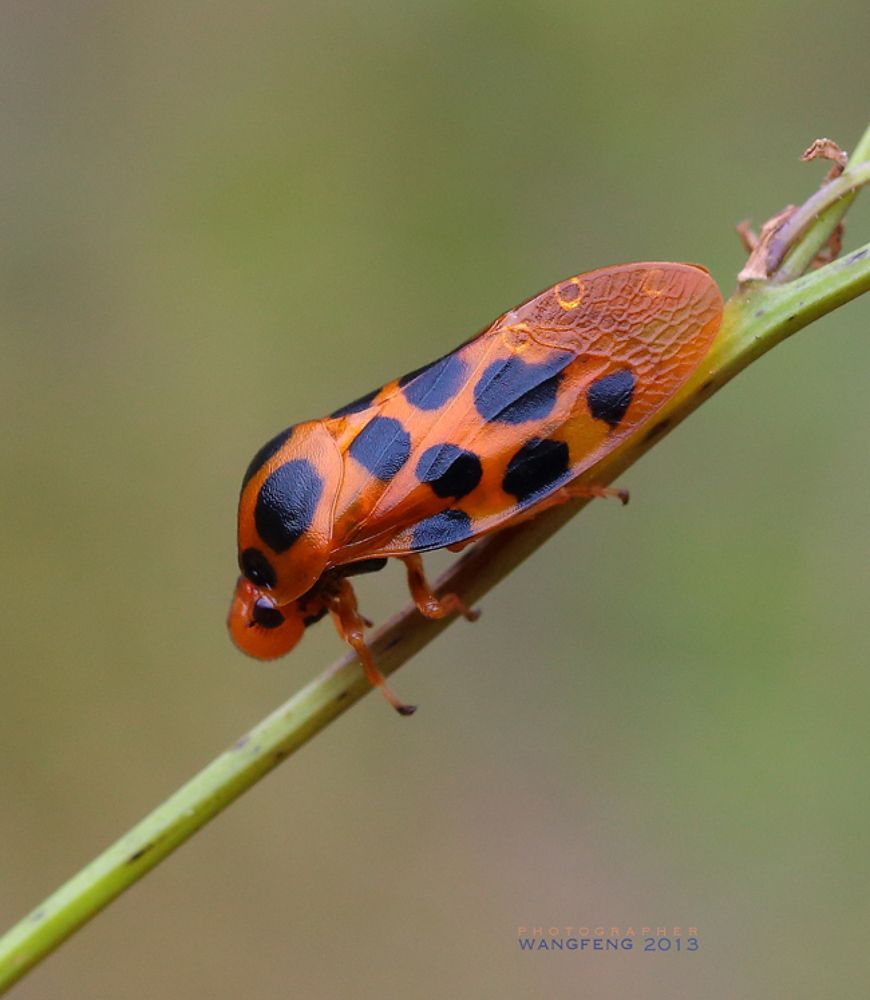 macro