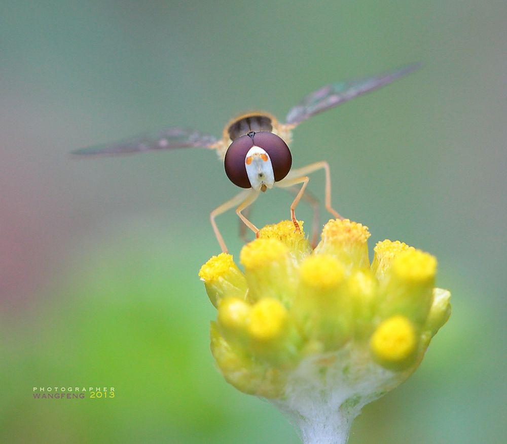 macro