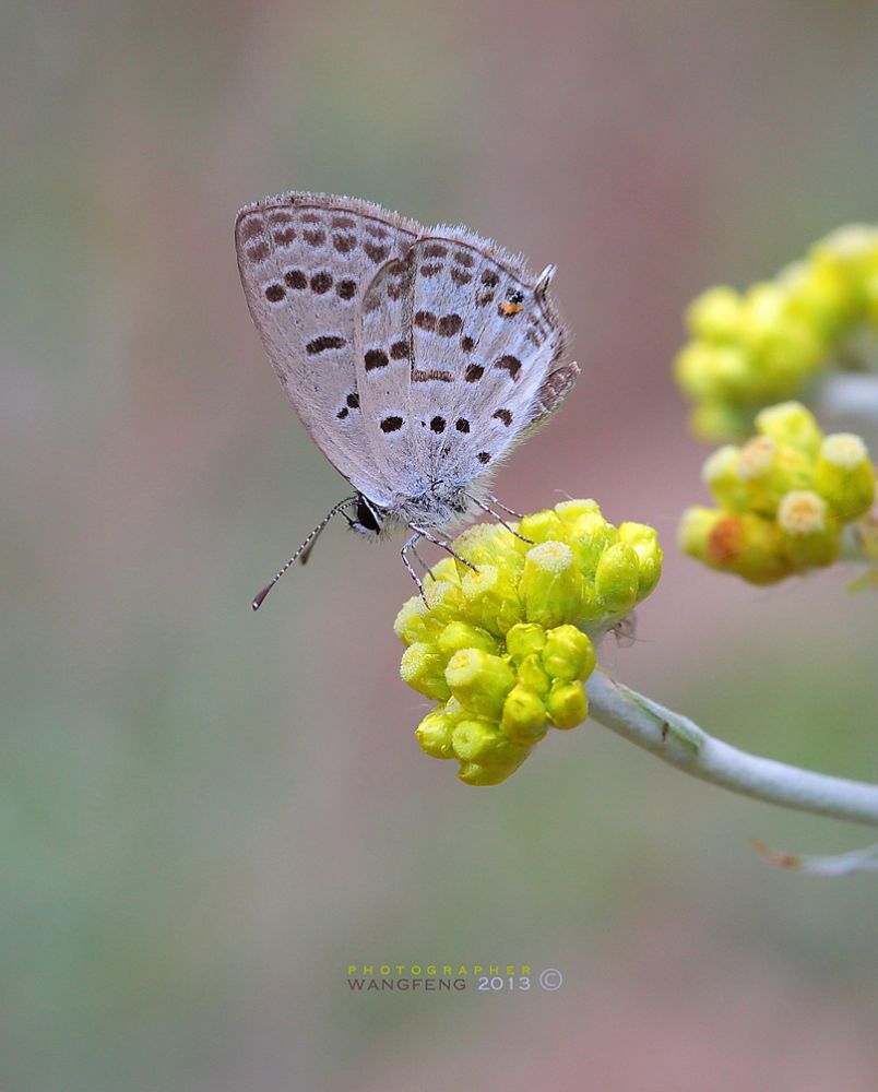 macro