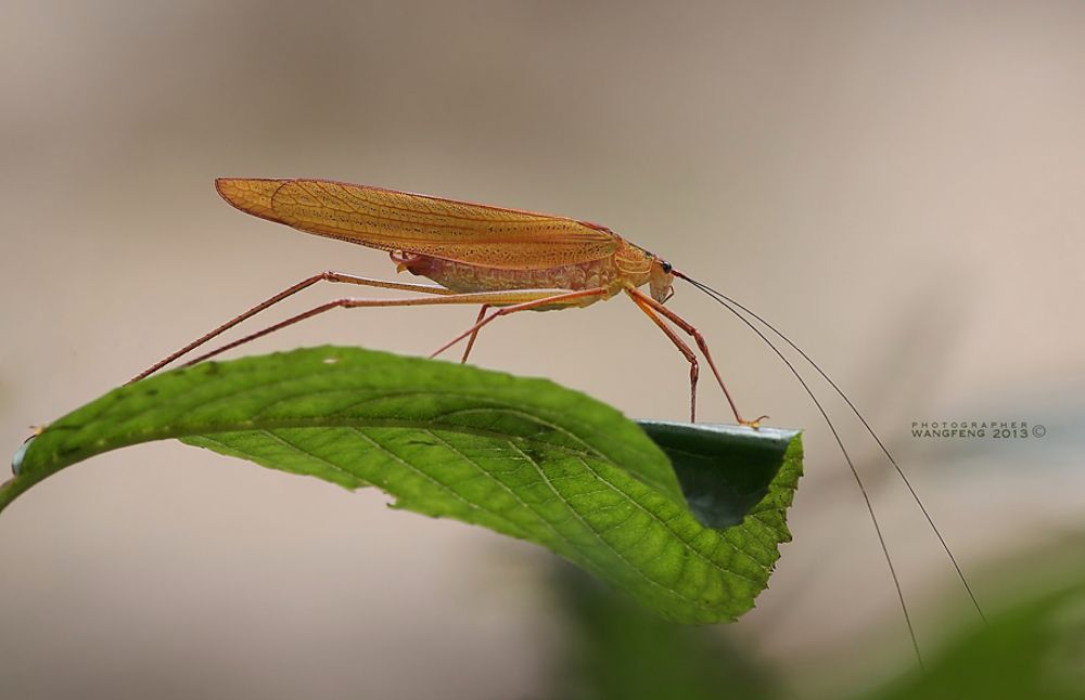 macro
