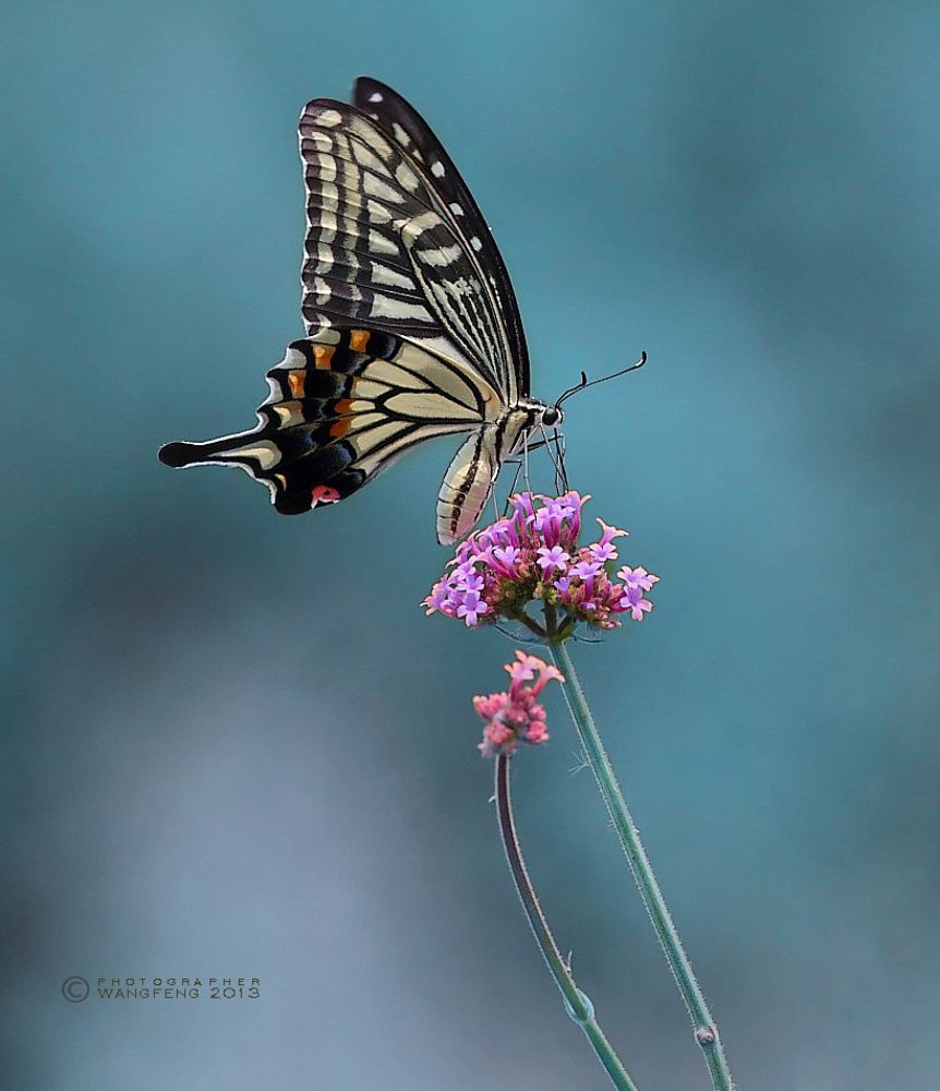 macro