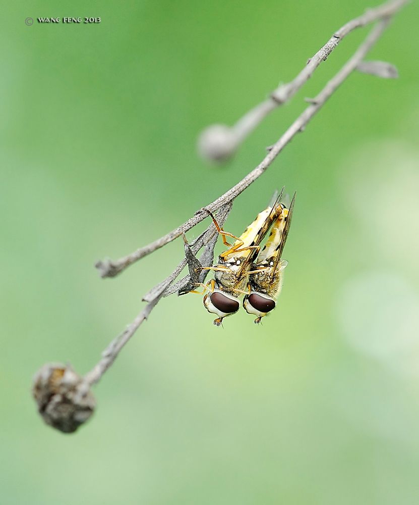 macro