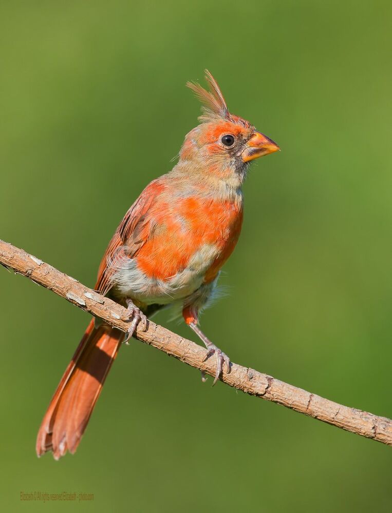 Кардиналы Молодняк - Northern Cardinal