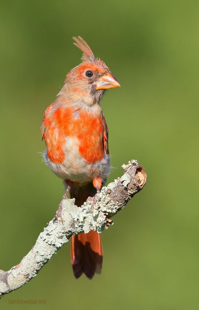 Кардиналы Молодняк - Northern Cardinal