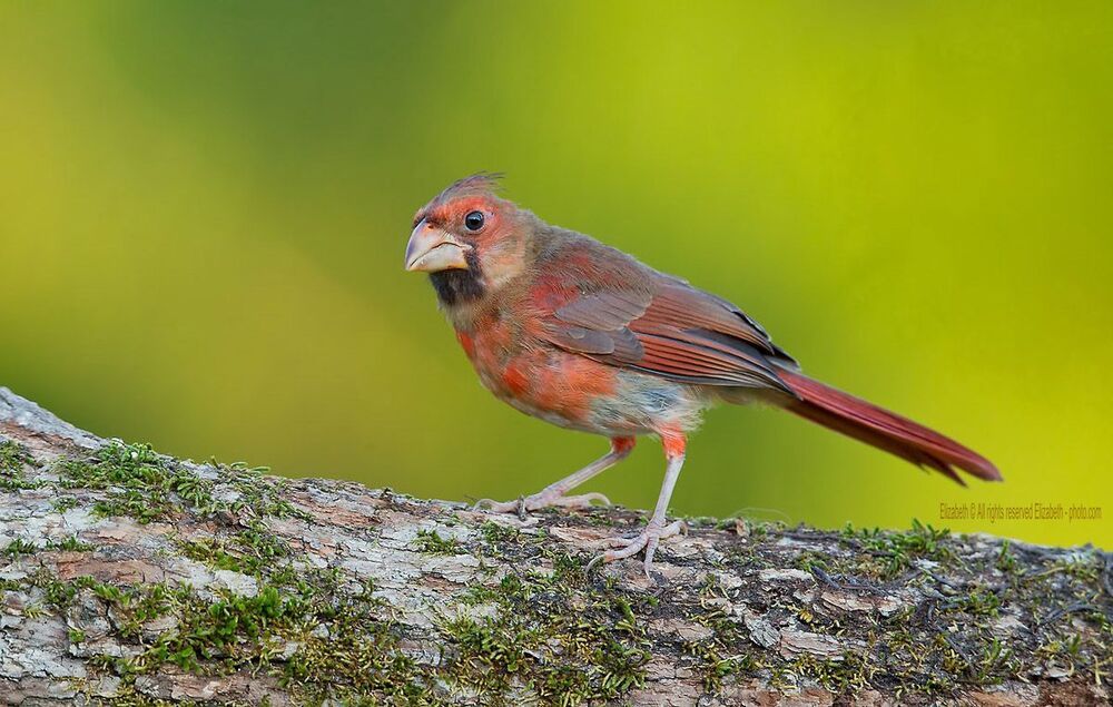 Кардиналы Молодняк - Northern Cardinal