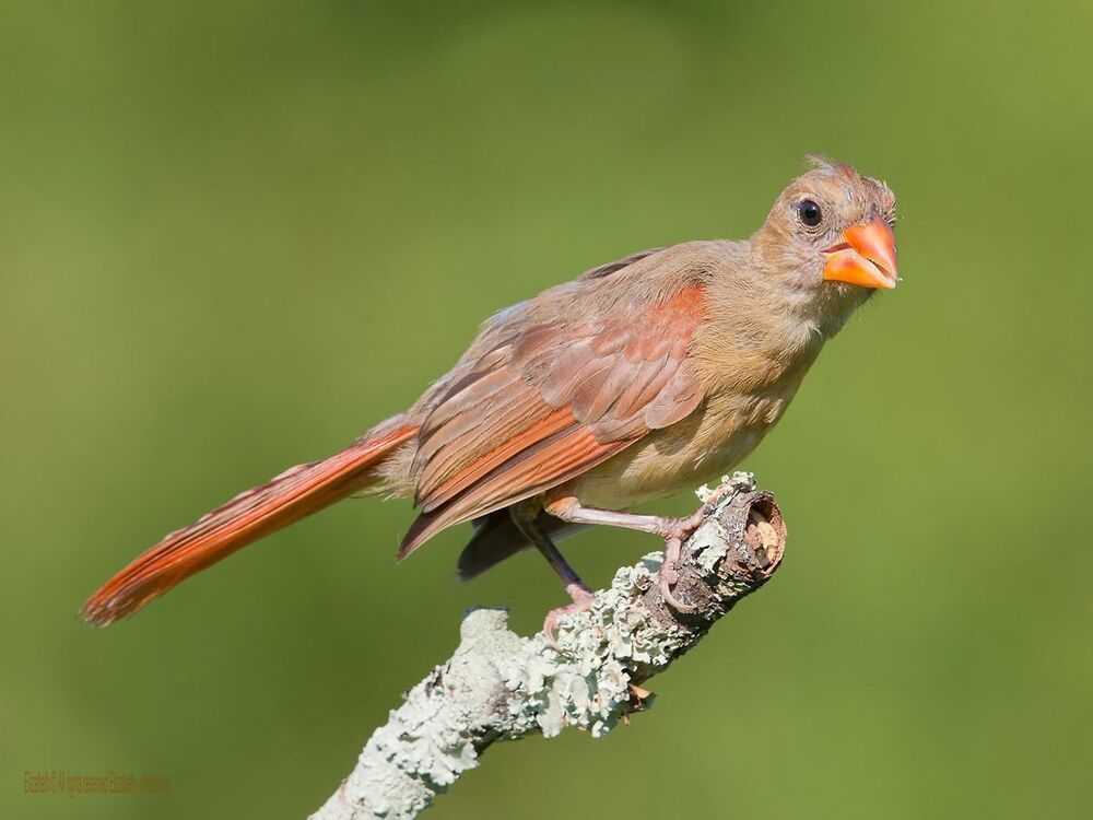 Кардиналы Молодняк - Northern Cardinal