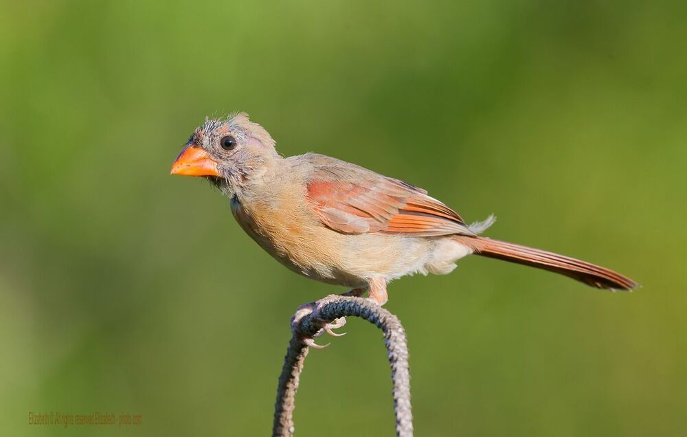 Кардиналы Молодняк - Northern Cardinal