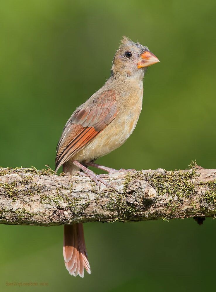 Кардиналы Молодняк - Northern Cardinal