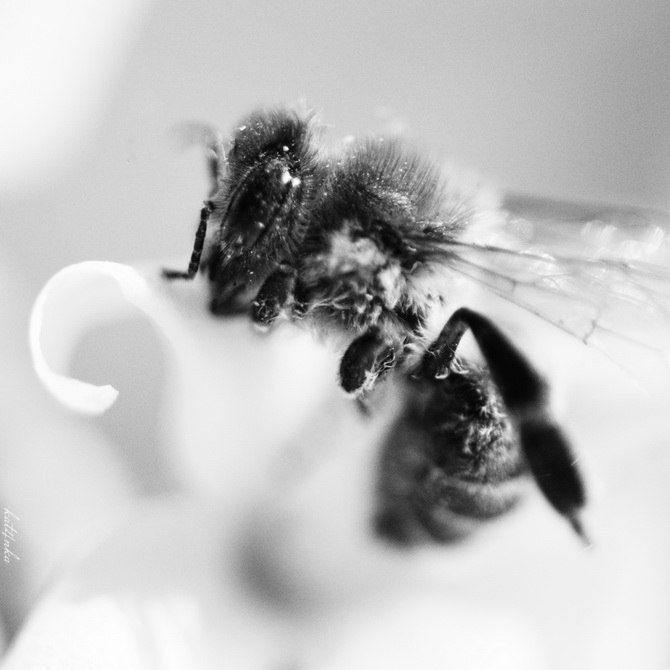 Photo 434701