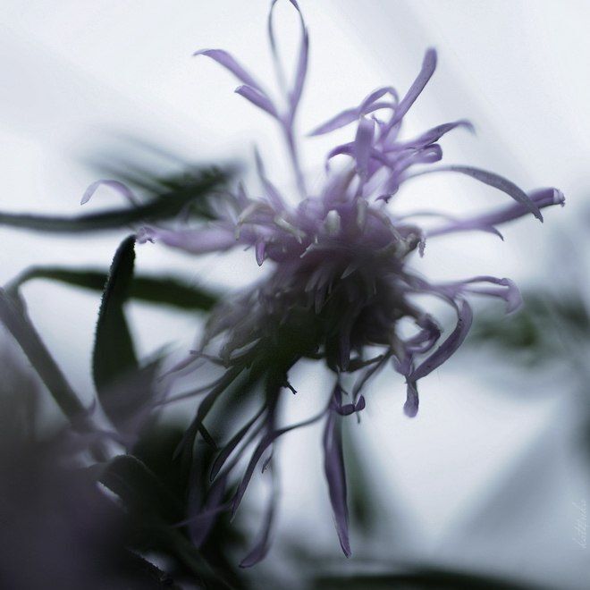 Photo 434702