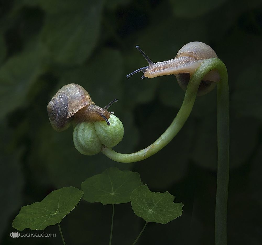 DQD Nature 4