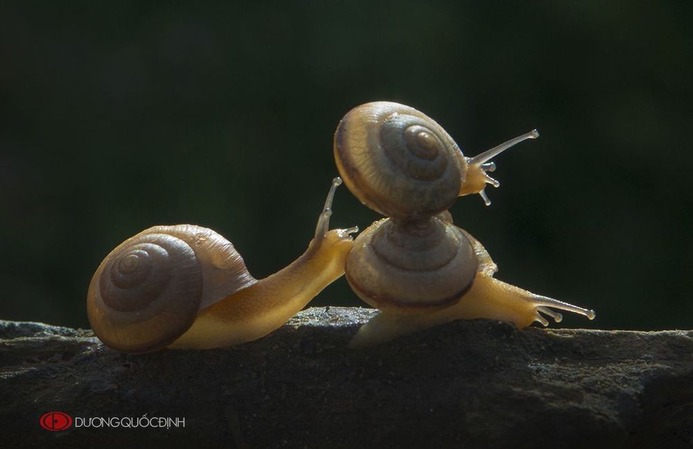 DQD Nature 6