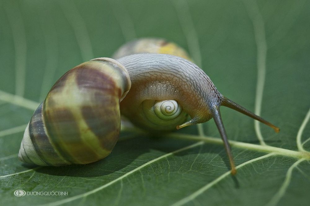 DQD Nature 14