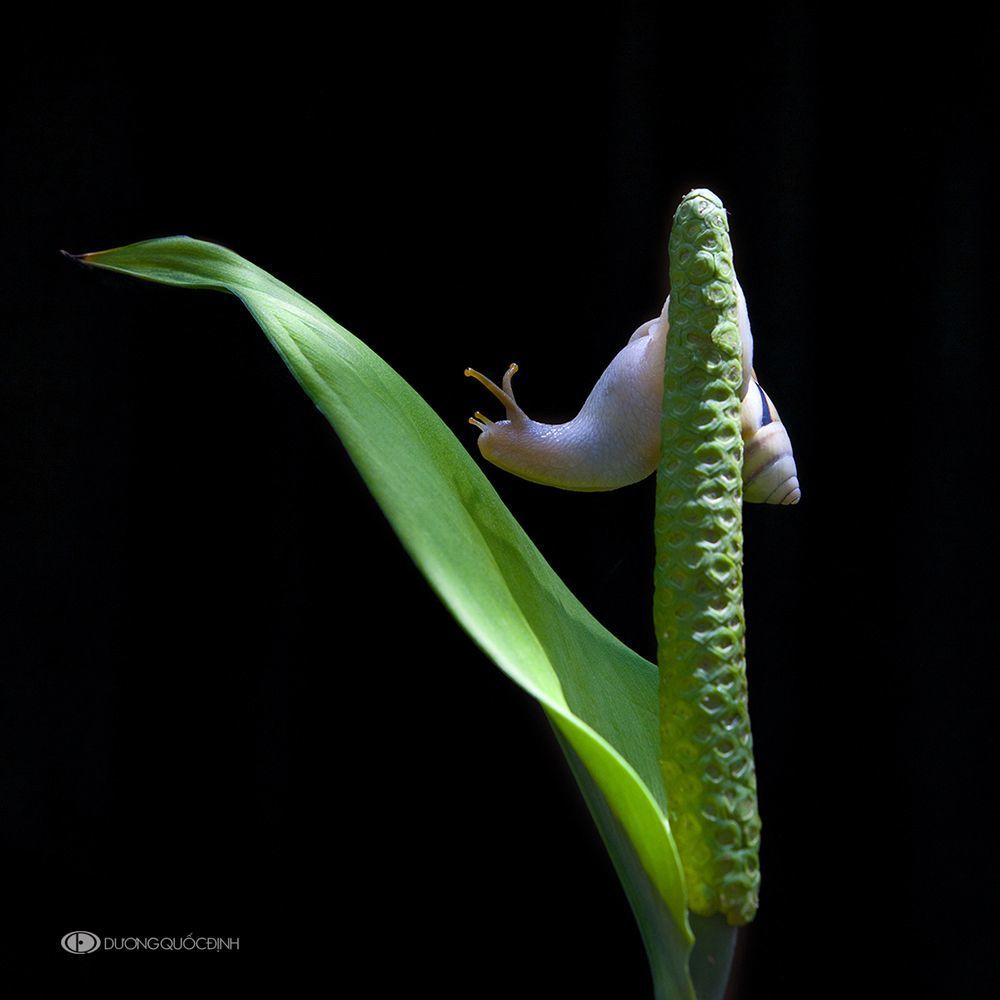 DQD Nature 20