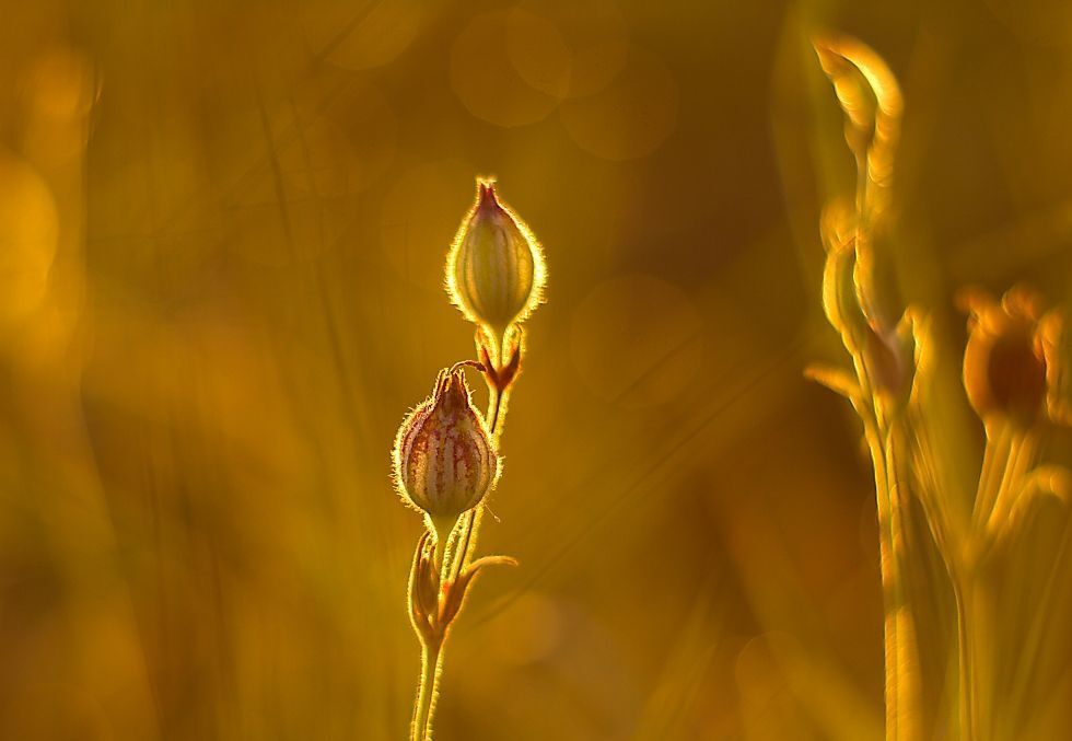 Flowers in the morning sun