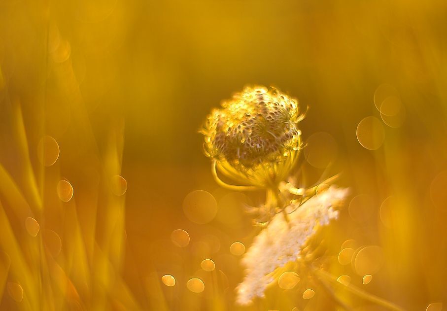 Flowers in the morning sun