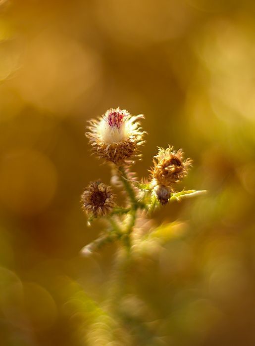 Flowers in the morning sun