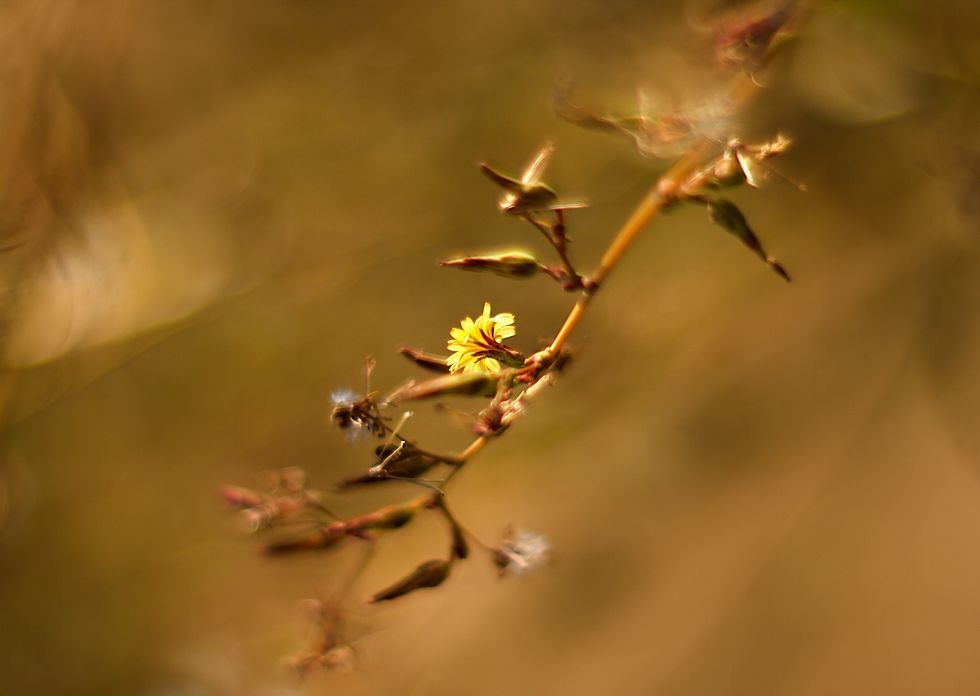 Flowers in the morning sun