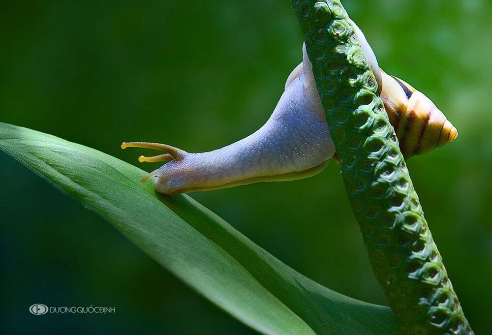 DQD nature 21