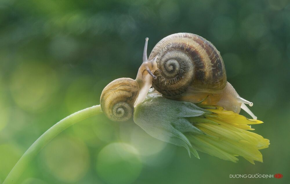 DQD nature 23