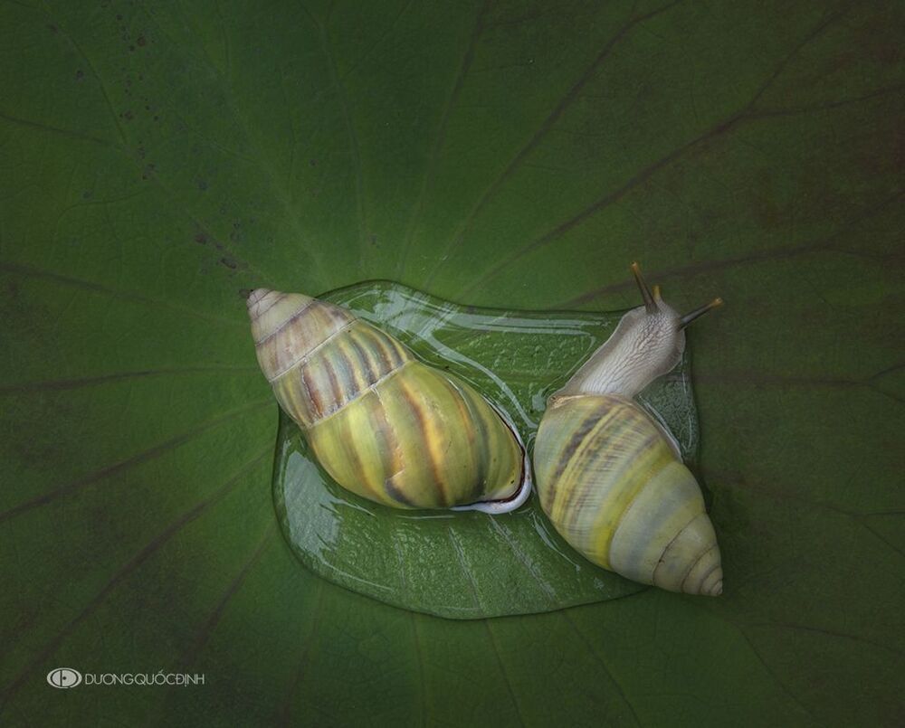 DQD nature 24