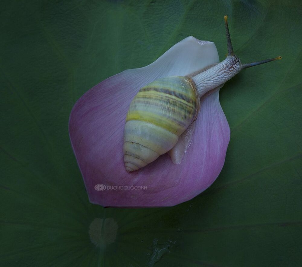 DQD nature 25